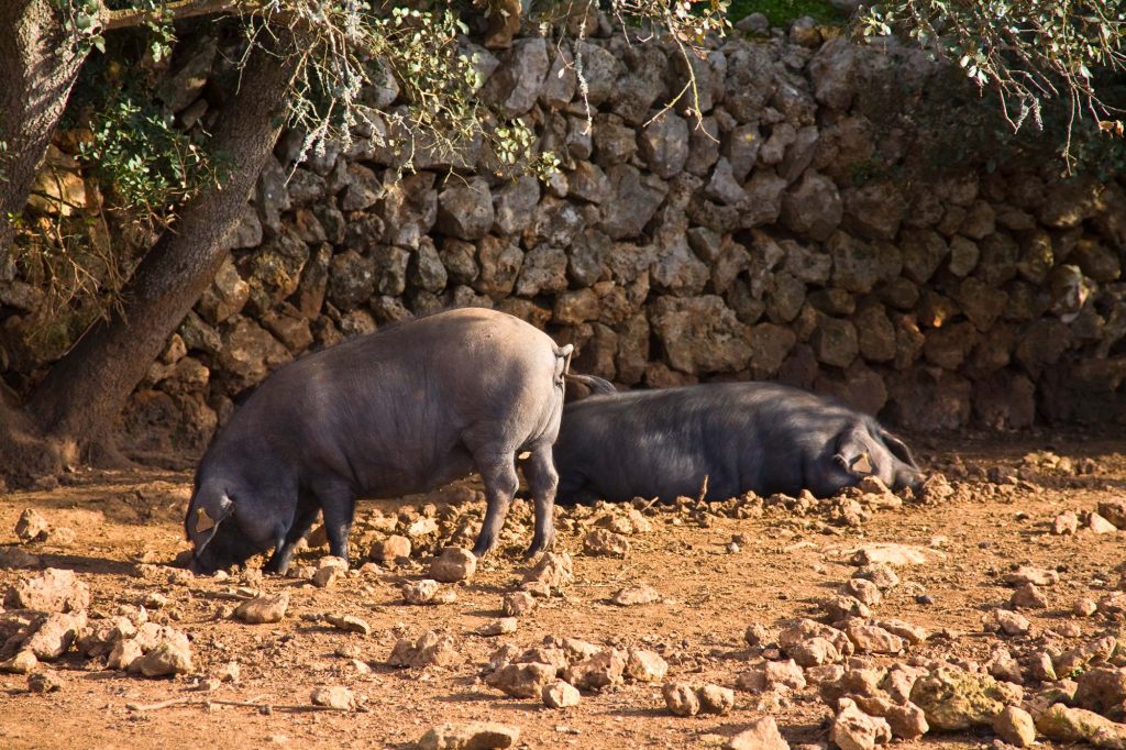 Porc Negre amb el que elaboram la sobrassada i embotits de Mallorca